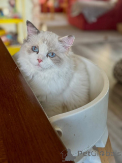 Foto №4. Ich werde verkaufen ragdoll-katze in der Stadt Dublin. züchter - preis - verhandelt
