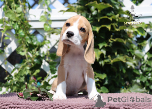 Foto №4. Ich werde verkaufen beagle in der Stadt Mailand. vom kindergarten - preis - 400€