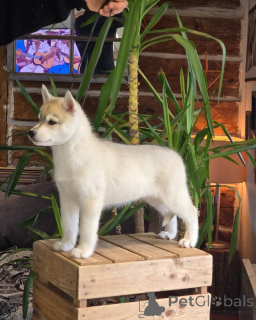 Foto №3. Cachorro de Husky Sibiriano Disponible, 10 Semanas de Edad.. Spanien