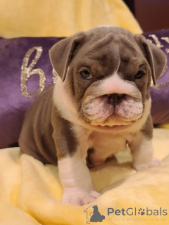 Foto №2 zu Ankündigung № 139934 zu verkaufen englische bulldogge - einkaufen Deutschland quotient 	ankündigung