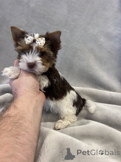 Foto №2 zu Ankündigung № 148569 zu verkaufen mischlingshund - einkaufen Deutschland züchter