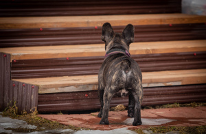 Foto №4. Ich werde verkaufen französische bulldogge in der Stadt Rybinsk. züchter - preis - 351€