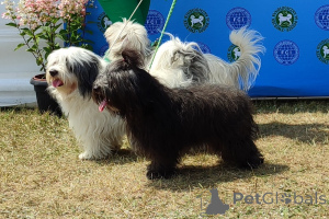 Foto №1. odis - zum Verkauf in der Stadt Częstochowa | 1200€ | Ankündigung № 19433