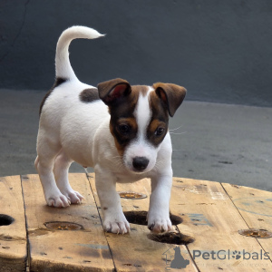 Foto №2 zu Ankündigung № 171877 zu verkaufen jack russell terrier - einkaufen Tschechische Republik quotient 	ankündigung, züchter