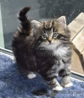 Foto №3. Chatons Norvegiens des Forêts à vendre. Belgien