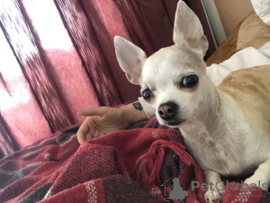Zusätzliche Fotos: Auf der Suche nach einem Macho-Chihuahua
