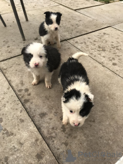 Foto №1. border collie - zum Verkauf in der Stadt Berlin | verhandelt | Ankündigung № 30189