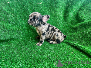 Foto №1. französische bulldogge - zum Verkauf in der Stadt Barendrecht | 1500€ | Ankündigung № 149480