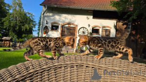 Foto №2 zu Ankündigung № 169845 zu verkaufen bengal katzenrasse - einkaufen Deutschland züchter