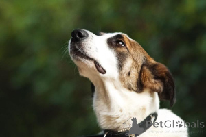 Foto №4. Ich werde verkaufen mischlingshund in der Stadt Chimki. aus dem tierheim - preis - Frei