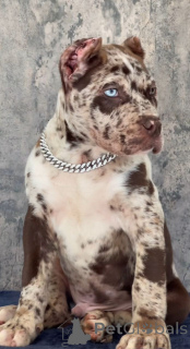 Foto №1. cane corso italiano - zum Verkauf in der Stadt Baden | verhandelt | Ankündigung № 155093