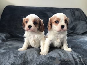 Foto №3. Entzückende Cavalier King Charles Welpen zur kostenlosen Adoption. Deutschland