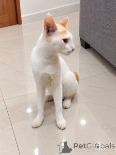 Foto №2 zu Ankündigung № 176119 zu verkaufen schottische faltohrkatze - einkaufen Griechenland züchter