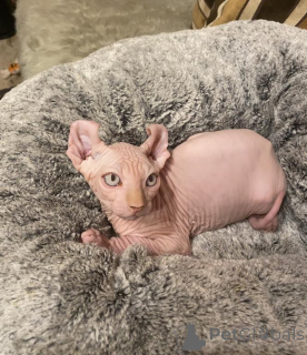Foto №2 zu Ankündigung № 162939 zu verkaufen sphynx-katze - einkaufen USA quotient 	ankündigung