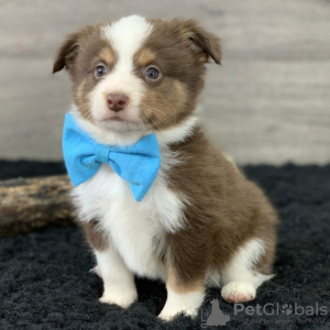 Foto №2 zu Ankündigung № 50492 zu verkaufen australian shepherd - einkaufen USA quotient 	ankündigung