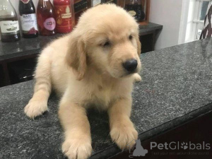 Foto №1. golden retriever - zum Verkauf in der Stadt Garmisch-Partenkirchen | 450€ | Ankündigung № 169444