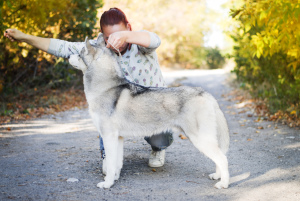 Foto №2 zu Ankündigung № 4215 zu verkaufen siberian husky - einkaufen Ukraine vom kindergarten