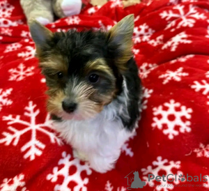 Foto №3. Entzückender Yorkshire Terrier mit Toilettendressur. Frankreich