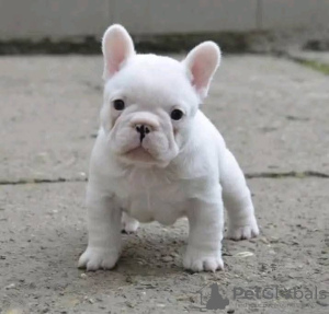 Foto №1. französische bulldogge - zum Verkauf in der Stadt Fontainebleau | 400€ | Ankündigung № 126689