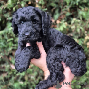 Foto №1. labradoodle - zum Verkauf in der Stadt La Rochelle | verhandelt | Ankündigung № 174893