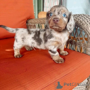 Foto №2 zu Ankündigung № 161309 zu verkaufen  - einkaufen USA 