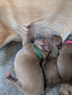 Foto №4. Ich werde verkaufen pommersche spitz in der Stadt Texas City.  - preis - 2000€