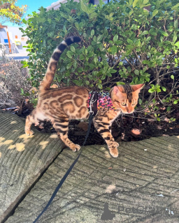 Foto №1. bengal katzenrasse - zum Verkauf in der Stadt Reims | 750€ | Ankündigung № 152777