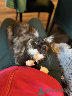 Foto №4. Ich werde verkaufen maine-coon-katze in der Stadt Bacares. quotient 	ankündigung - preis - 361€