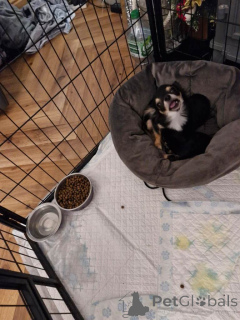 Foto №2 zu Ankündigung № 161378 zu verkaufen chihuahua - einkaufen USA quotient 	ankündigung