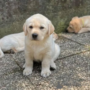 Foto №1. labrador retriever - zum Verkauf in der Stadt Hinterglemm | verhandelt | Ankündigung № 165329