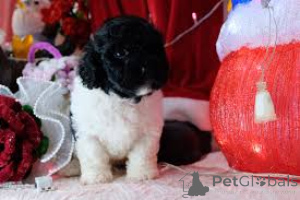 Foto №3. Lindos cachorros Caniche à venda. Portugal