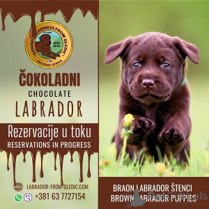 Foto №1. labrador retriever - zum Verkauf in der Stadt Trstenik | verhandelt | Ankündigung № 167844
