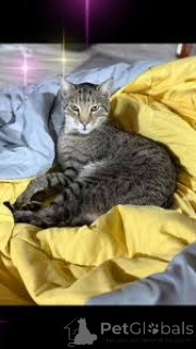 Foto №3. Ocicat-Kätzchen zu verkaufen. Frankreich