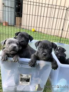 Foto №1. staffordshire bull terrier - zum Verkauf in der Stadt Rotterdam | 850€ | Ankündigung № 165603