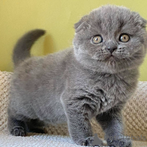 Foto №3. Scottish Fold-Kätzchen. Deutschland
