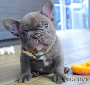 Foto №1. französische bulldogge - zum Verkauf in der Stadt Edmundston | 372€ | Ankündigung № 138030