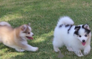 Foto №3. Pomsky-Welpen zur Adoption. Australien