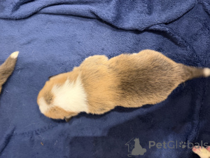 Foto №3. Walisische Corgi-Pembroke-Welpen. Polen