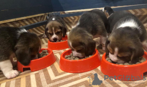 Foto №1. beagle - zum Verkauf in der Stadt Douglas | Frei | Ankündigung № 25662