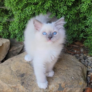 Foto №1. ragdoll-katze - zum Verkauf in der Stadt Франкфурт-на-Майне | 300€ | Ankündigung № 109688