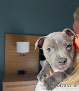 Foto №4. Ich werde verkaufen staffordshire bull terrier in der Stadt München. züchter - preis - verhandelt
