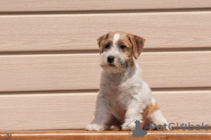 Foto №3. Welpe Jack Russell Terrier. Russische Föderation