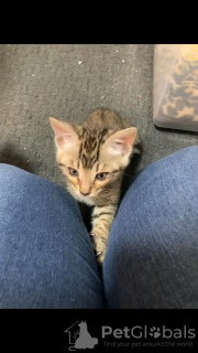 Foto №3. Schöne bengalische Katze. Saudi-Arabien