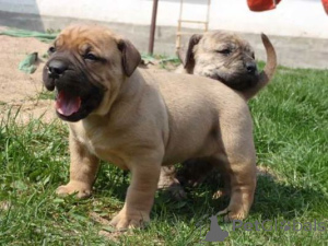 Foto №1. boerboel - zum Verkauf in der Stadt Bad Wildungen | 350€ | Ankündigung № 171423