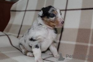 Foto №1. australian shepherd - zum Verkauf in der Stadt Chęciny | verhandelt | Ankündigung № 38209