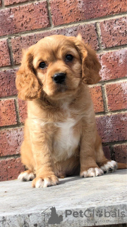 Zusätzliche Fotos: Cavalier King Charles Spaniel Welpen.