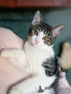 Foto №4. Ich werde verkaufen  in der Stadt Moskova. quotient 	ankündigung - preis - Frei