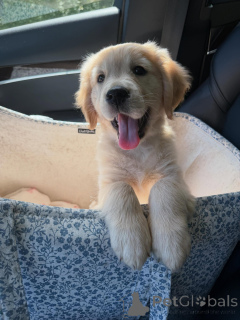 Foto №1. golden retriever - zum Verkauf in der Stadt Bielefeld | verhandelt | Ankündigung № 179022