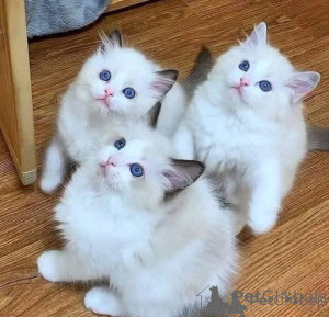 Foto №1. ragdoll-katze - zum Verkauf in der Stadt Helsinki | verhandelt | Ankündigung № 174664