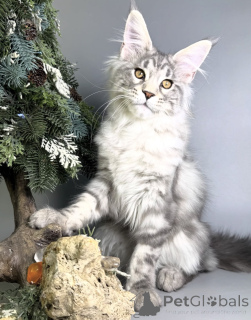 Foto №2 zu Ankündigung № 163171 zu verkaufen maine-coon-katze - einkaufen Deutschland züchter